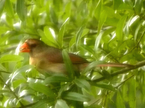 Female Cardinal Female Cardinal