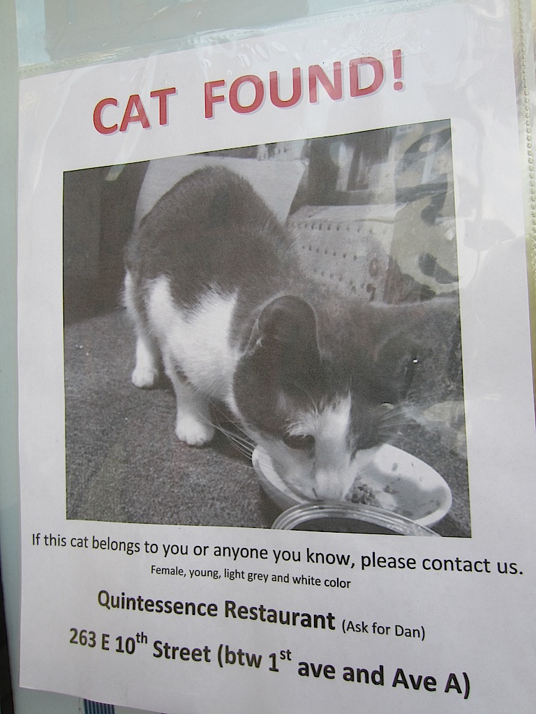 EV Grieve Cat found!