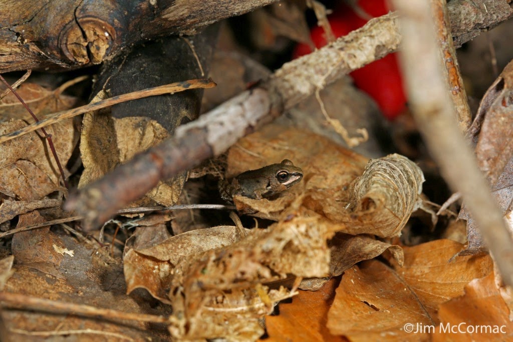 Ohio Birds and Biodiversity A Wood Frog, in the woods