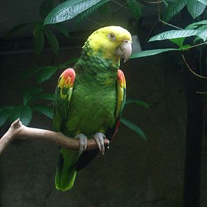 Foto Burung Double Yellow Head Amazon