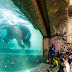 A zoo made an aquarium NOT for fishes but for gigantic Elephants!