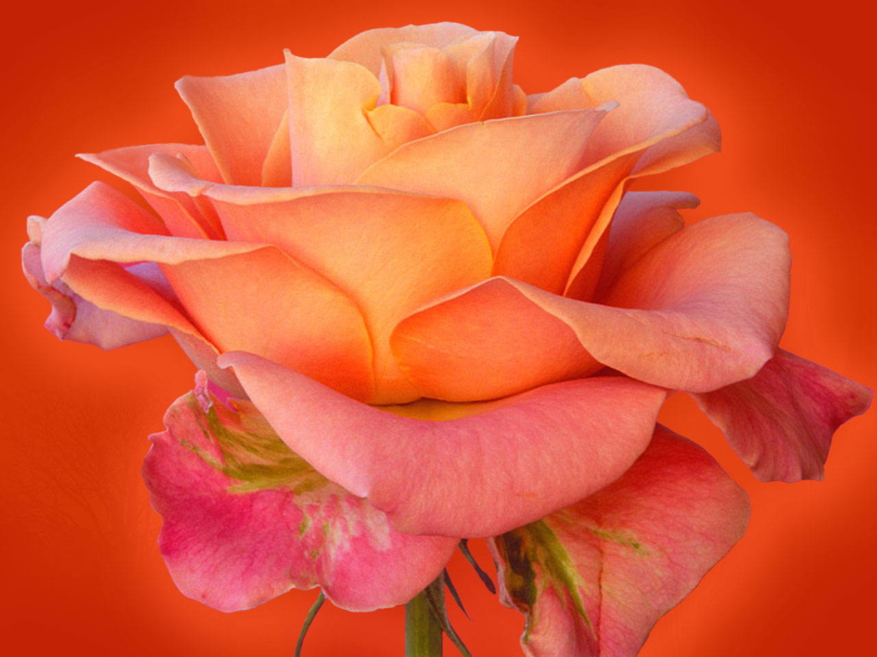 Rose wallpapers rose wallpaper beauty rose wallpaper red rose Rose wallpapers rose wallpaper beauty rose wallpaper red rose
