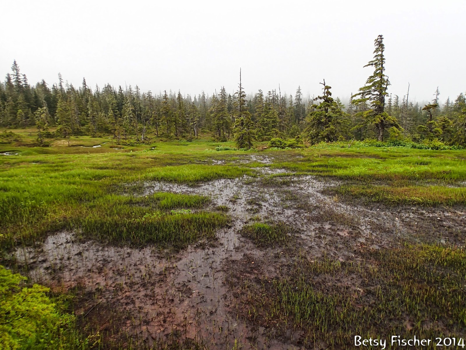 Alaska Classic Rainy Day Hike