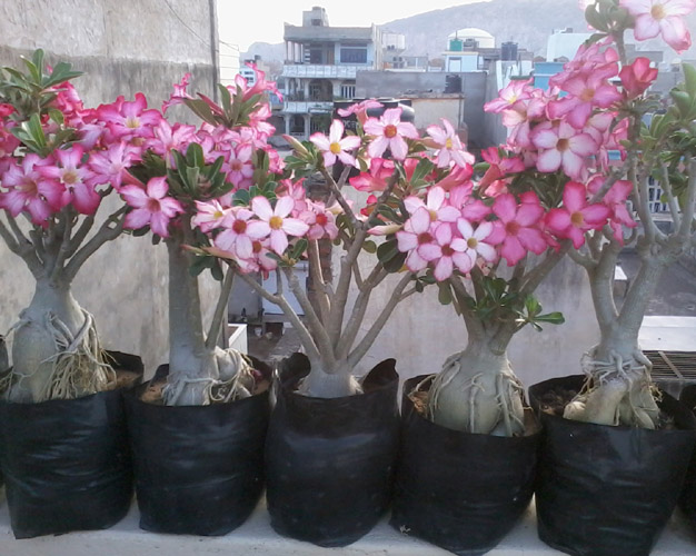 Cell Plants Adenium Bonsai Prosperity Plant Desert Rose Plant (Adenium