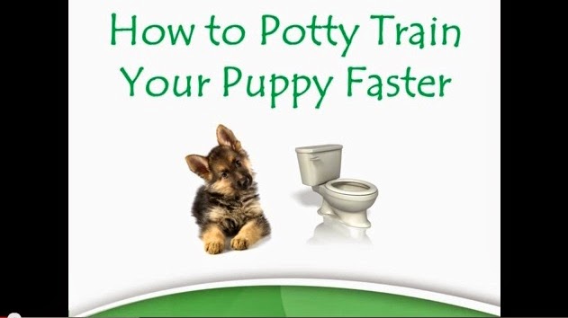 how to house a puppy fast how to potty your puppy fast dogs puppies how to house a puppy fast how to potty your puppy fast dogs puppies