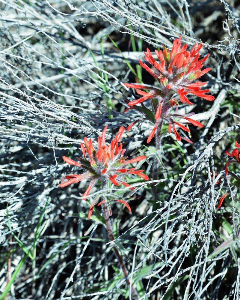 Castilleja chromosa_2030