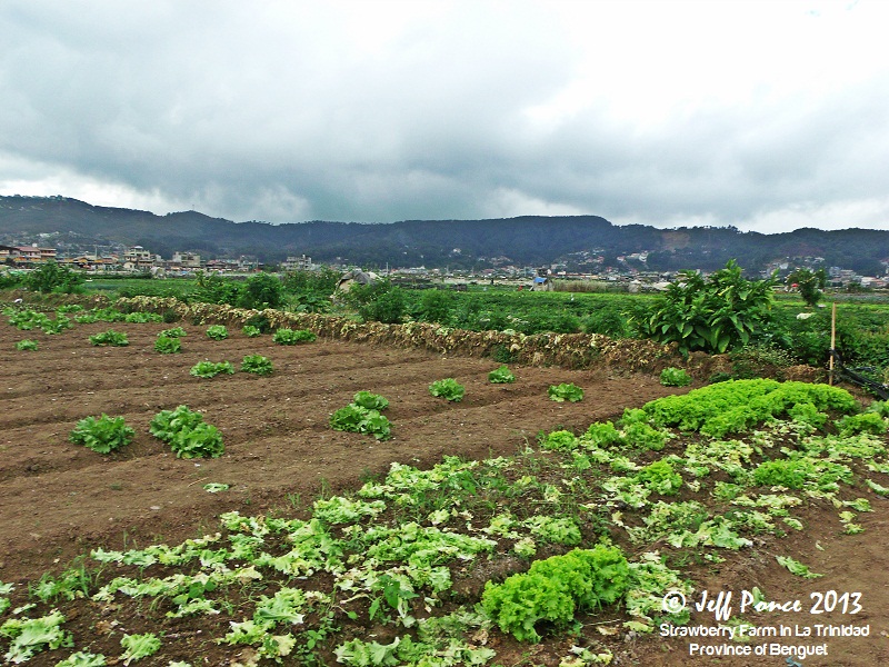 Bisayang Manlalakbay around the Philippines Vegetable & Flower Farm in La Trinidad, Benguet