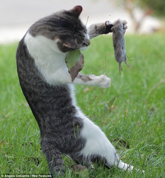 89 Gambar Kucing Dan Tikus Kekinian 89 Gambar Kucing Dan Tikus Kekinian