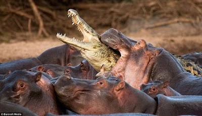 Hippo attacked the crocodile Seen On www.coolpicturegallery.us