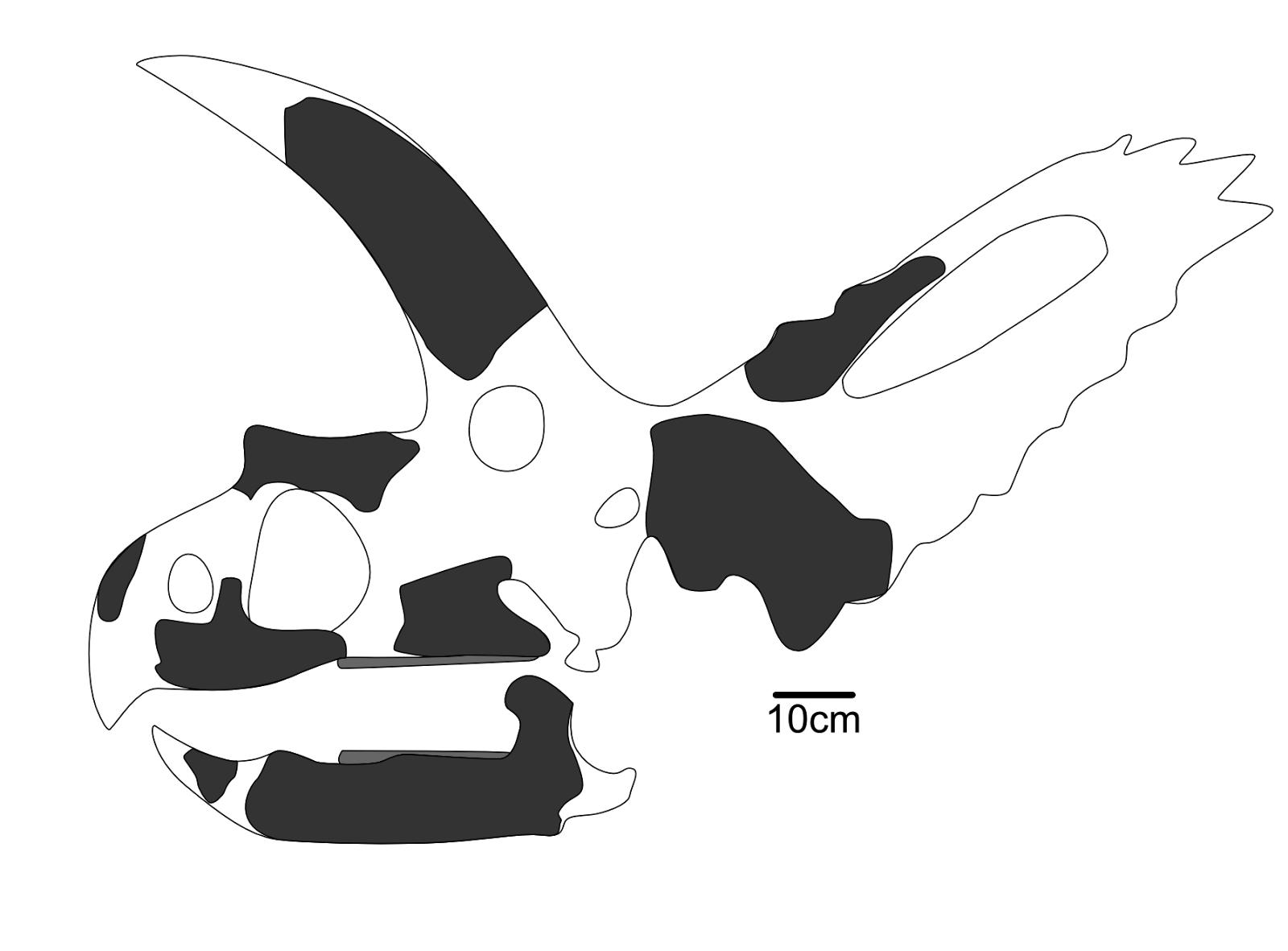 Coahuilaceratops Coahuilaceratops magnacuerna