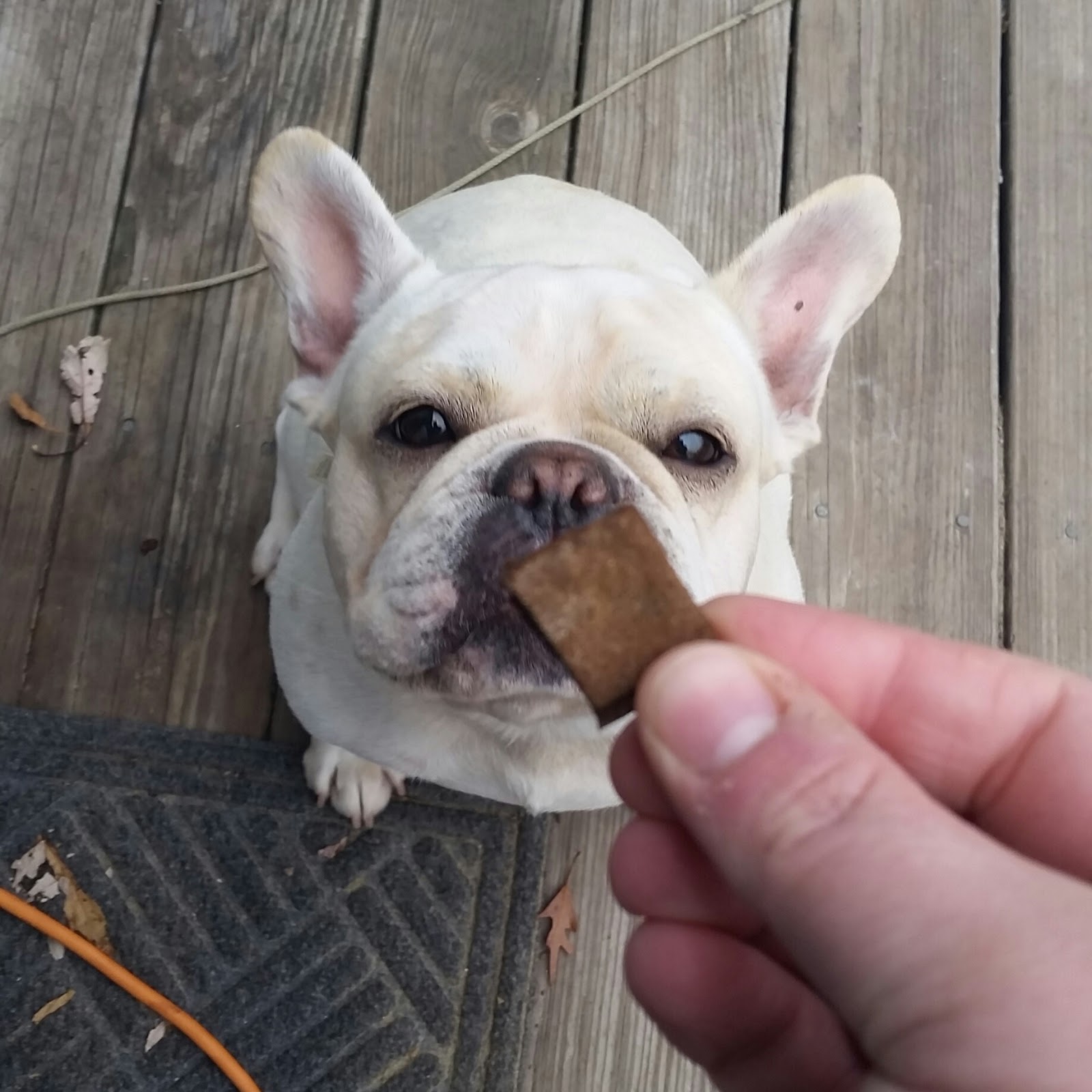 Vodka And A Glue Gun Pumpkin Buckwheat Dog Treats (Grain Free, Gluten