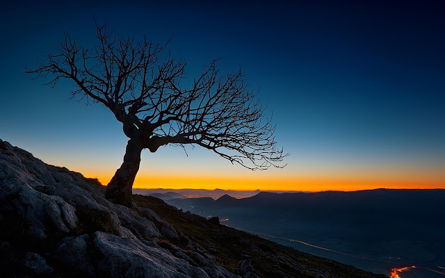 Lonely Tree Sunset