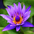 Purple Lotus Flower