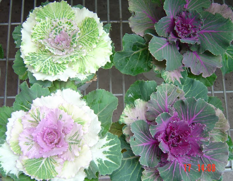 NGÀY MỚI Kale flower Hoa cải xoăn