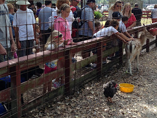 There was a petting zoo. Bo and Coach got close to a deer. There was a petting zoo. Bo and Coach got close to a deer.