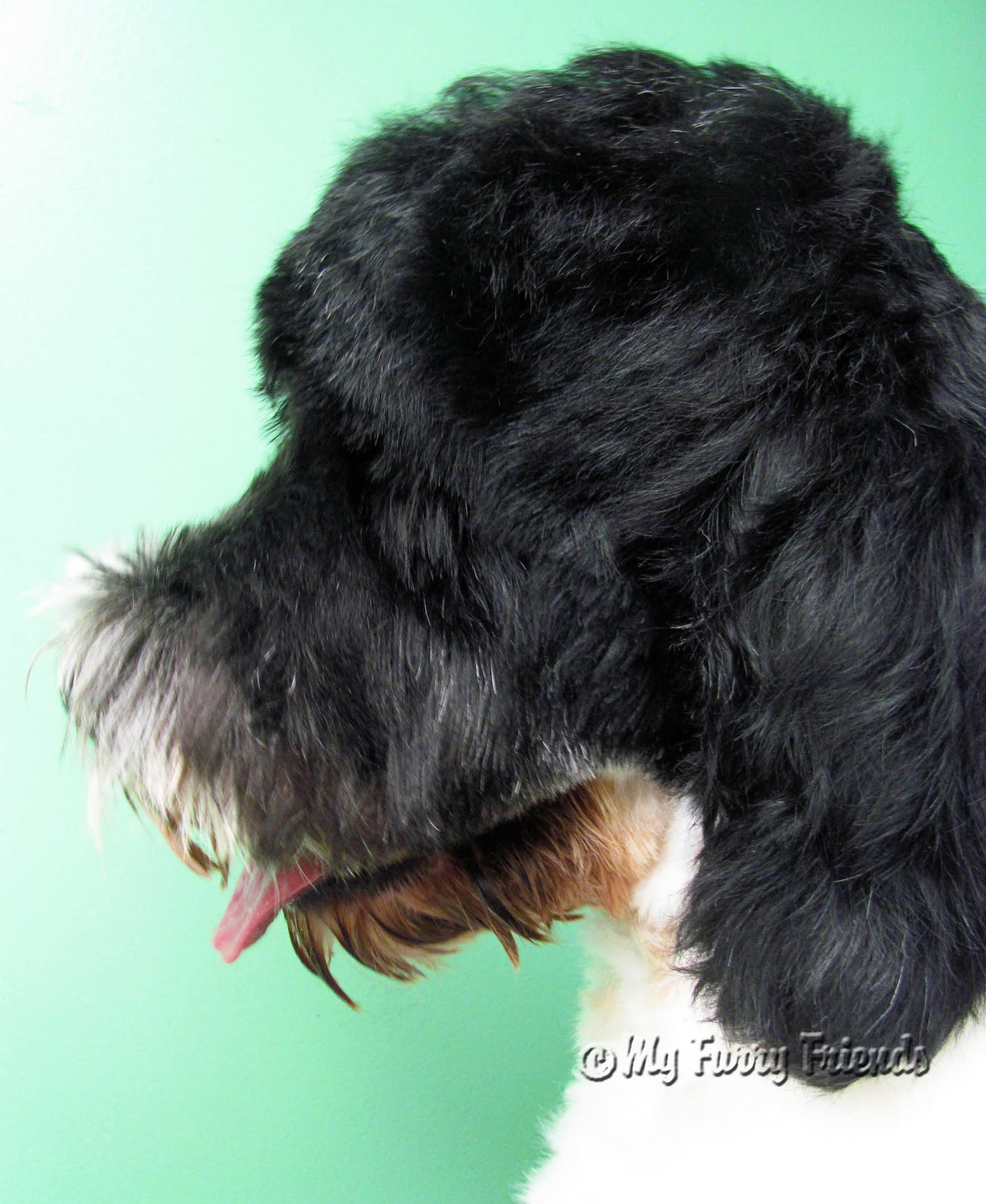 Pet Grooming The Good, The Bad, & The Furry Portuguese Water Dog
