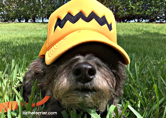 Oz the Terrier in his Charlie Brown inspired trucker-style baseball cap waiting the release of The Peanuts Movie on November 6