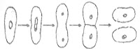 Amoeba Amoeba