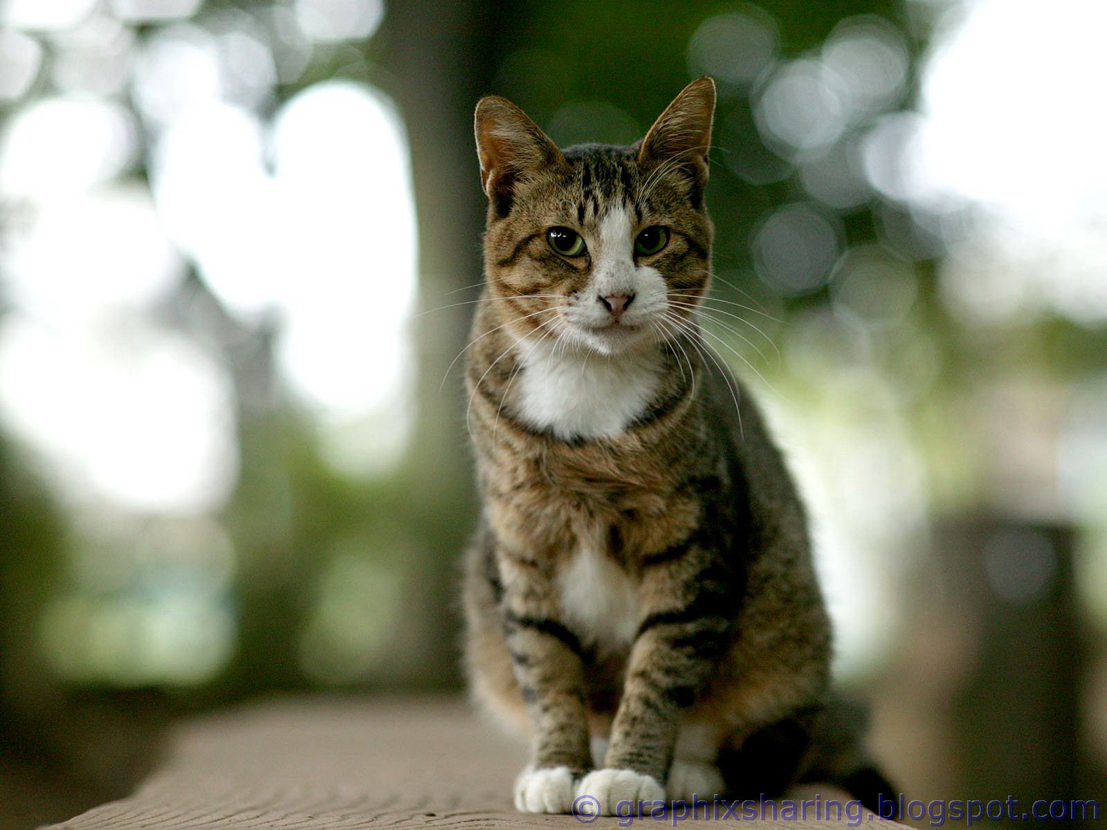 cats for free wallpaper cats for free wallpaper