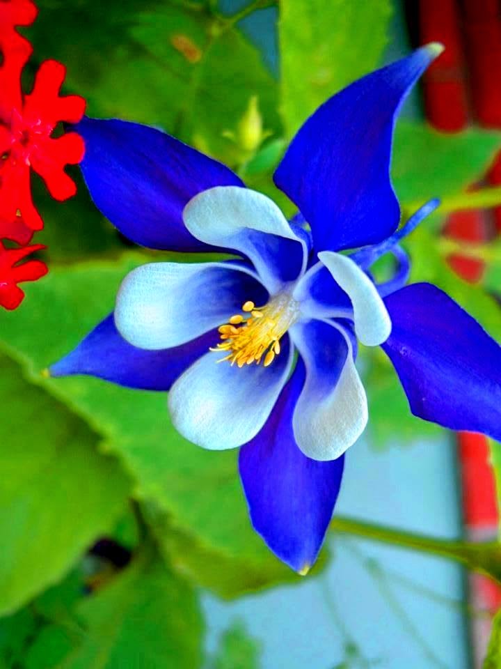 Bunga-bunga unik - Floria Relaks Minda
