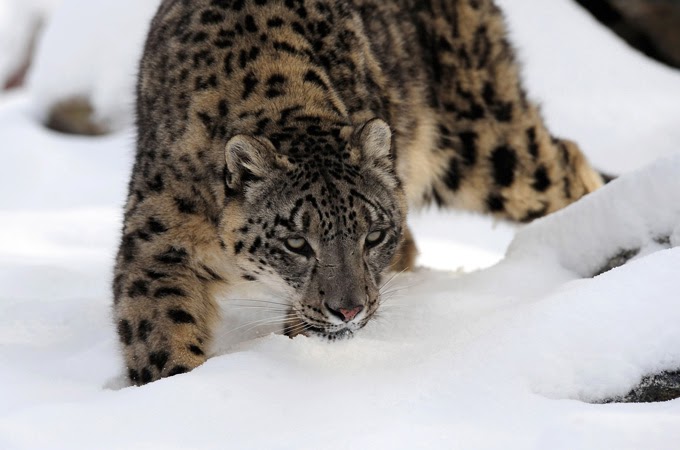 Hella Heaven: Threatened snow leopards found in Afghanistan