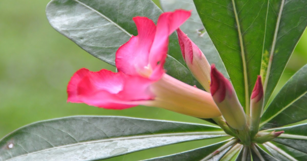 Lirik Lagu Rohani Ku Tetap Pegang Salib Kristus - Veronica Varwas