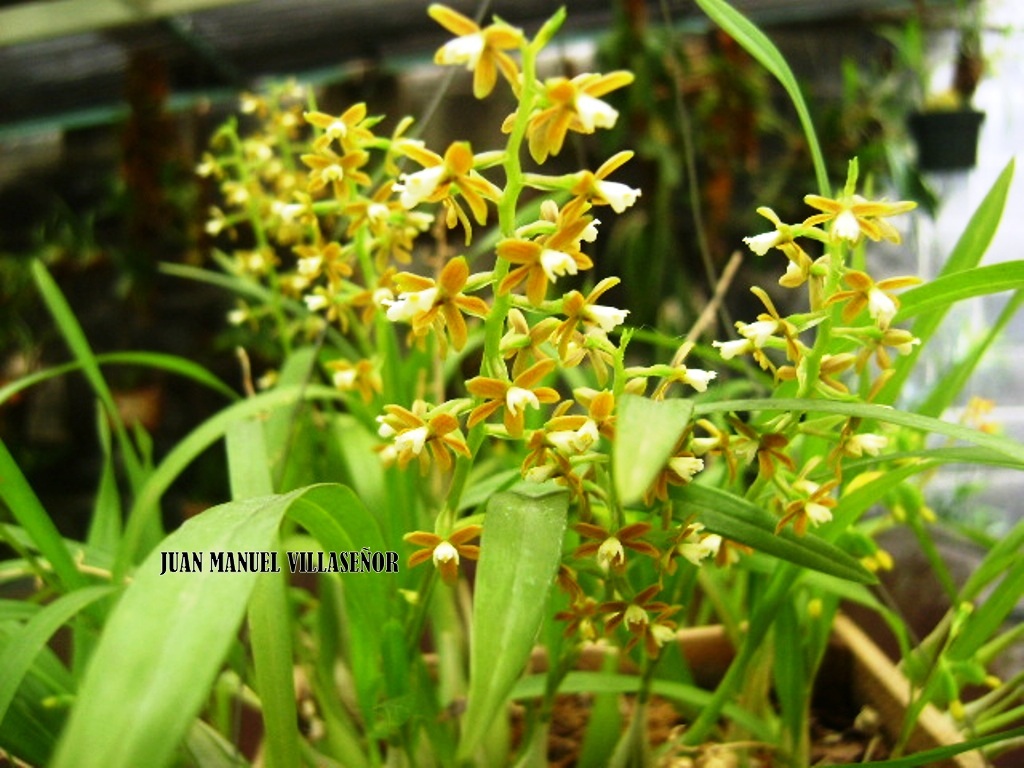 ORQUIDEAS MEXICANAS Prosthechea ochracea