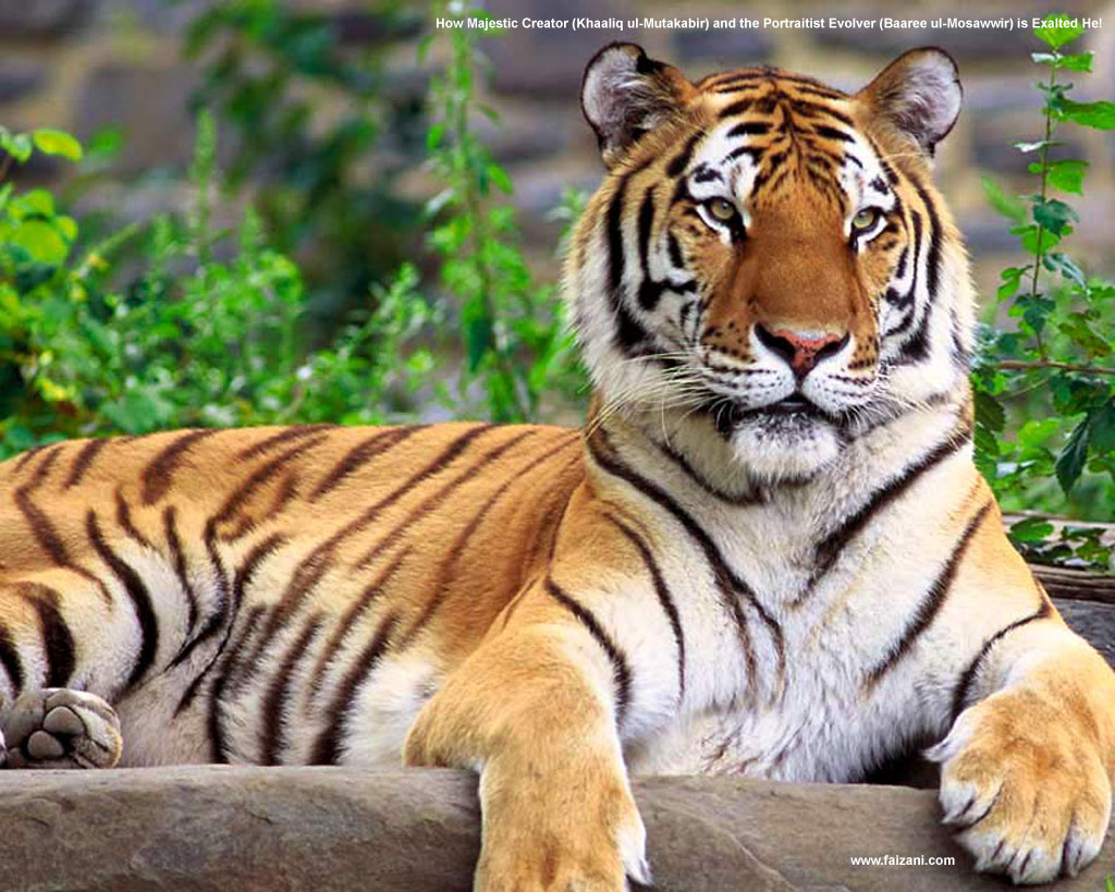http://4.bp.blogspot.com/-JmAsFzormDI/TZA9bJu8cFI/AAAAAAAAABs/6XXQPer8Js0/s1600/lmb2.jpg