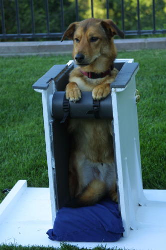 Bailey Chair for Megaesophagus: Bailey Chairs