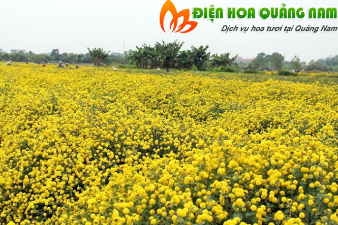 [Image: Ruc-ro-canh-dong-hoa-cuc-hut-gioi-tre-Hung-Yen-2.jpg]