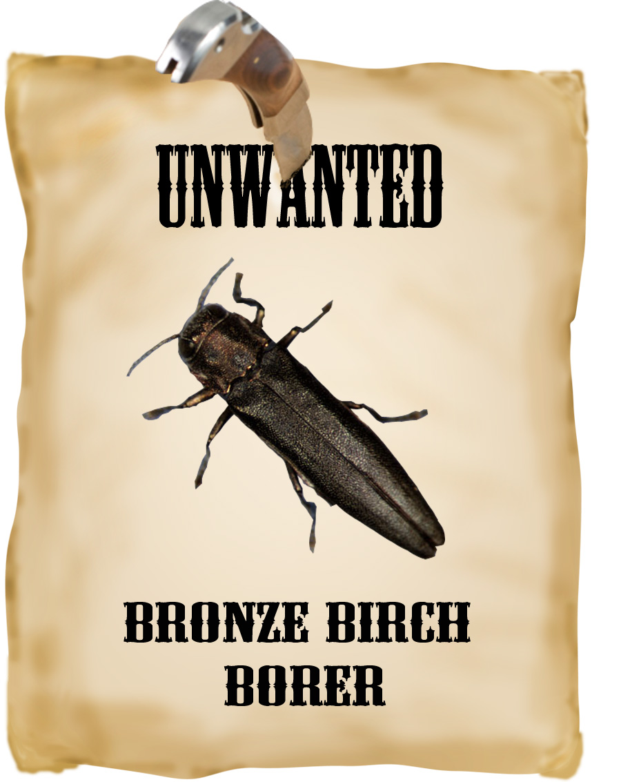 Field Notes Unwanted Pest 1 Bronze Birch Borer