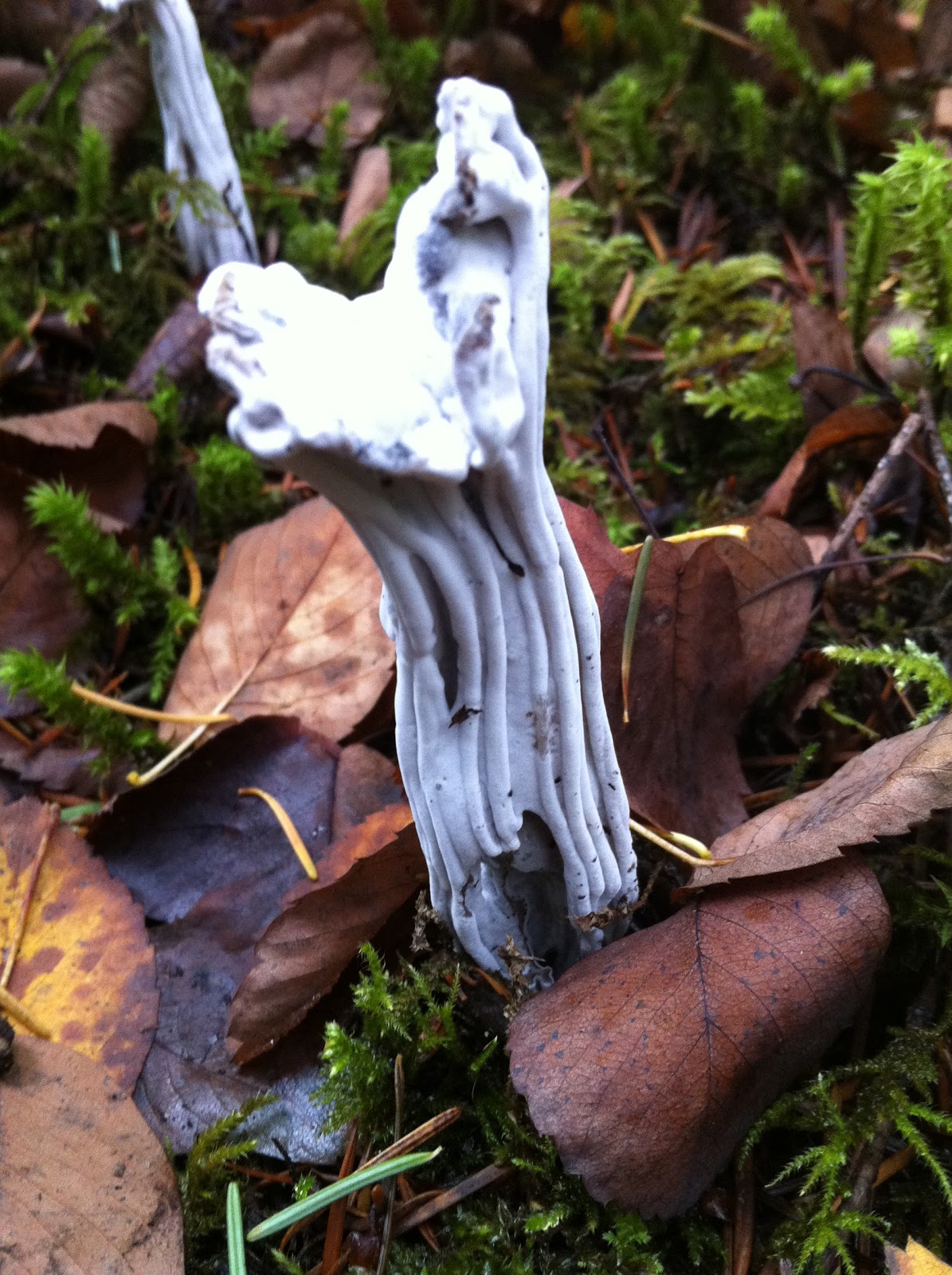 100 Mushrooms on Vancouver Island Helvella lacunosa (Fluted Black