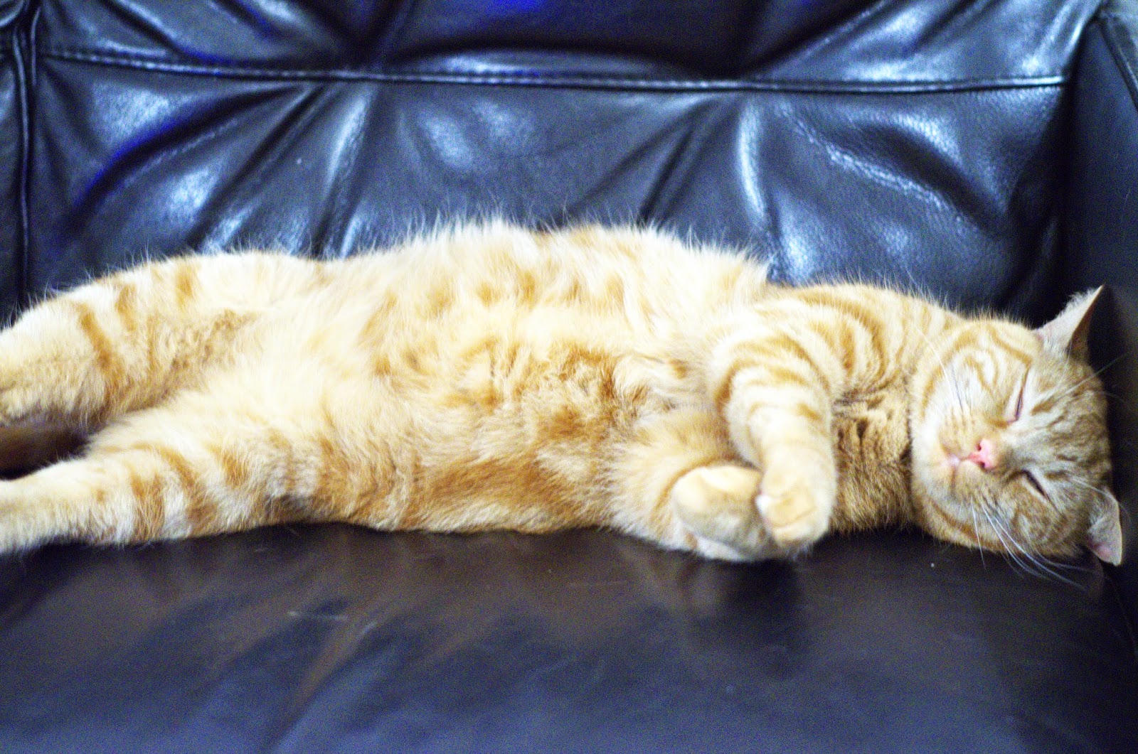 Adopted Ginger Cats Adopted Ginger Cats
