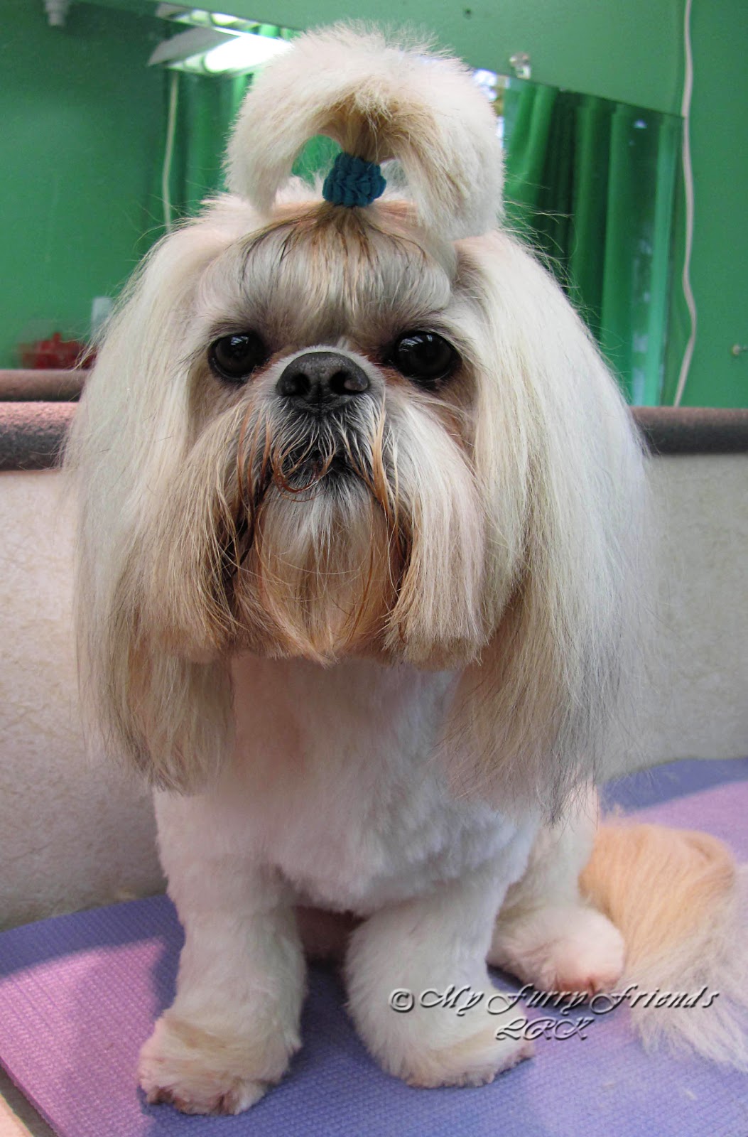 Pet Grooming The Good, The Bad, & The Furry Can You Color My Dog?