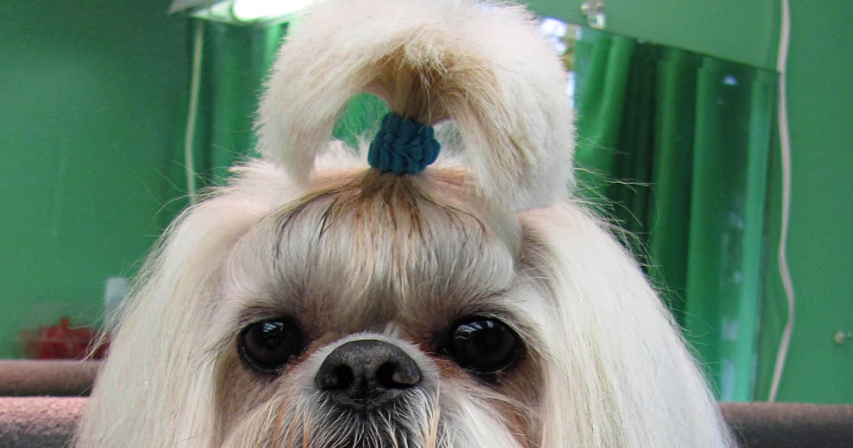 Pet Grooming The Good, The Bad, & The Furry Can You Color My Dog?