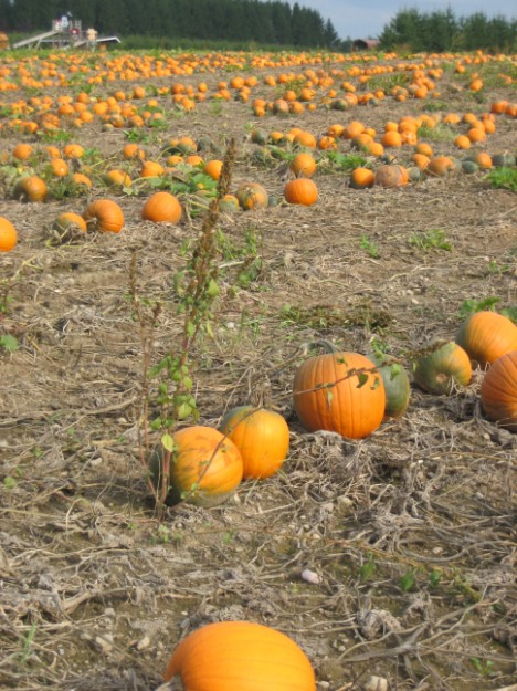 pumkin world fruits kings