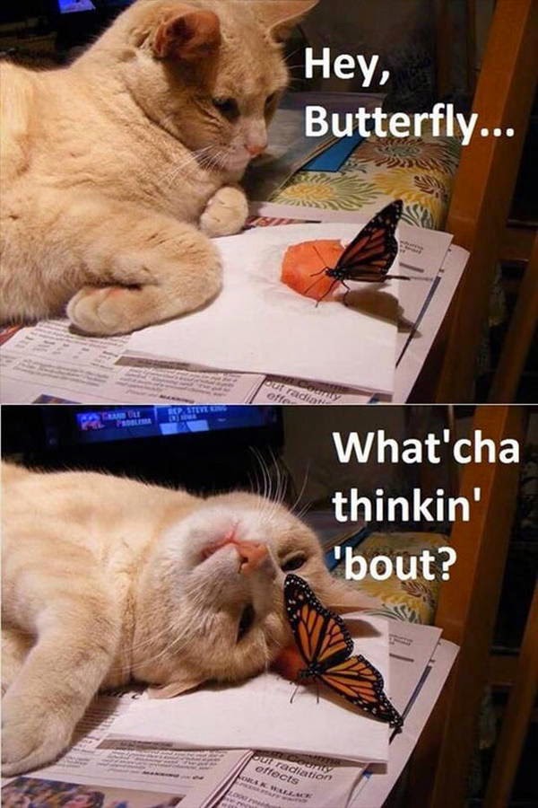 30 Funny animal captions - part 28 (30 pics), picture with caption, funny captions, funny animal