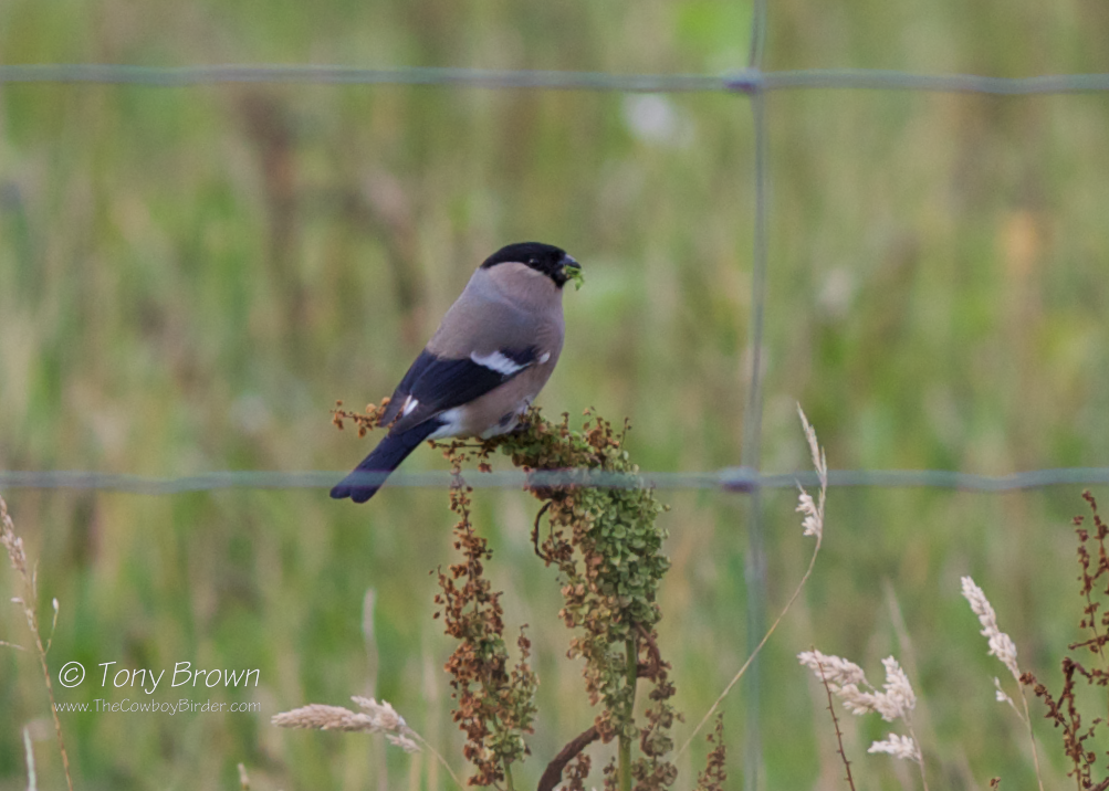 Northern Bullfinch Shetland