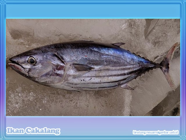 Ikan Cakalang Ikan Cakalang