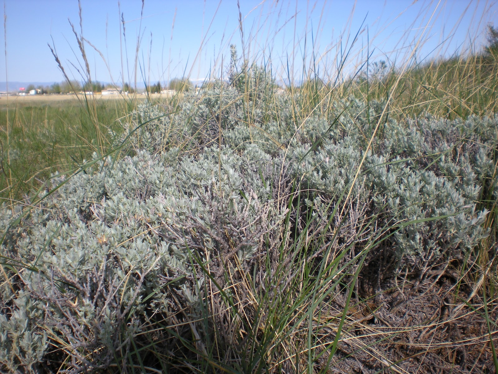 Fizzy Notions Sagebrush