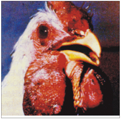 Ciri-ciri ayam terkena penyakit kolera dan cara pengobatan dan pencegahannya