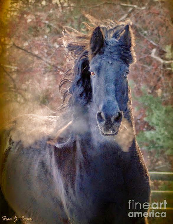 pura-sangre-fotografias-de-cabezas-de-caballos-negros caballos-negros-fotos-artisticas