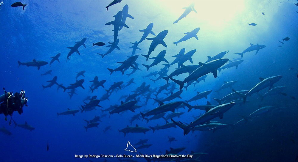 The Best Shark Dive in the World!: Pelagic Life - stunning Video!