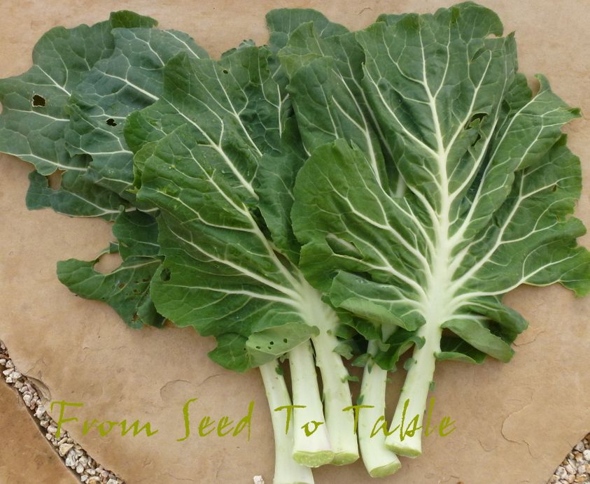 From Seed To Table Saturday Spotlight Tronchuda Beira aka Couve