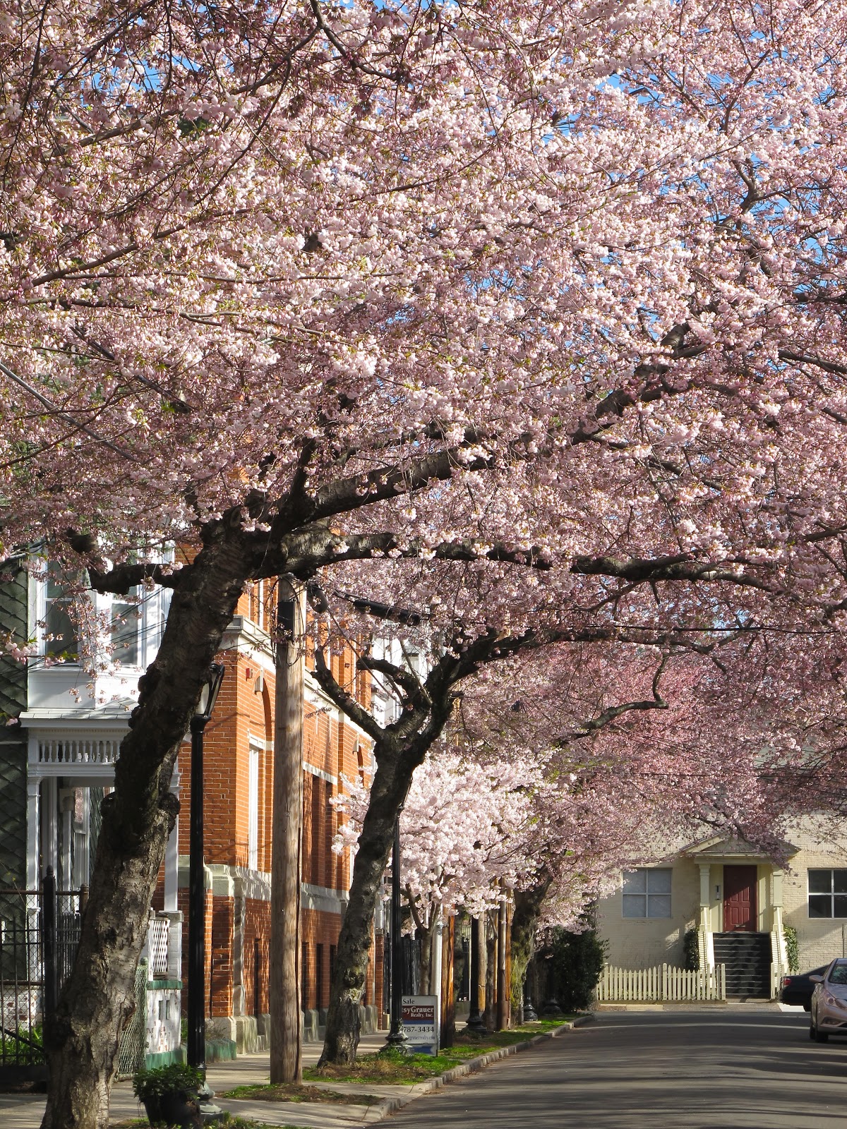 Orange Slices Cherry Blossom Fever