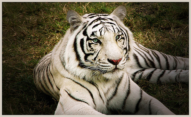 The genetics of tiger pelage color variations
