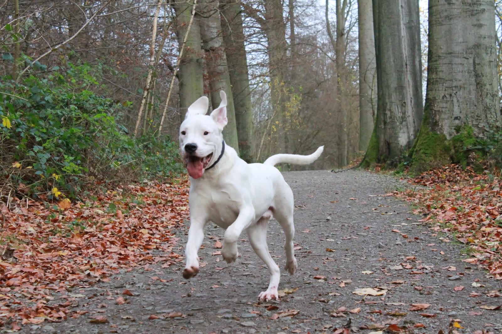 Promenade de chiens