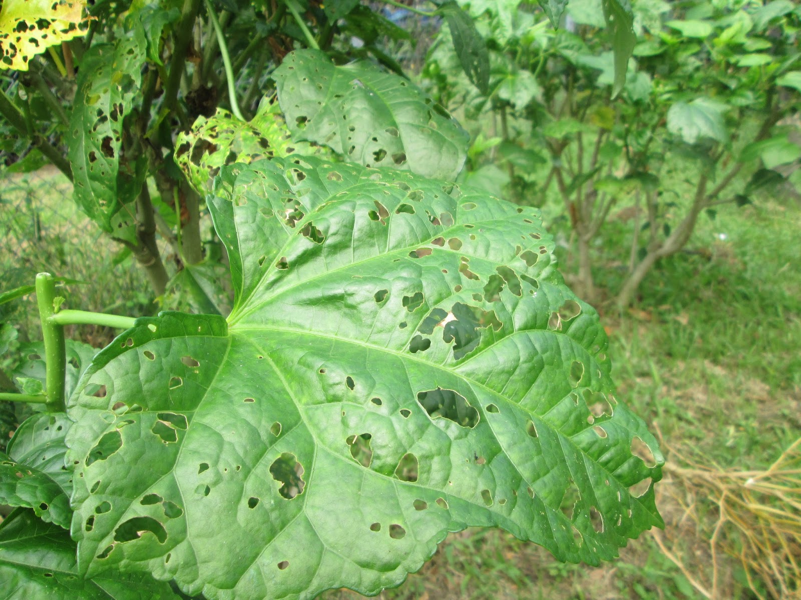 Garden Notes from Hawaii SEARCHING FOR BELE IN FIJI (Abelmoschus manihot)