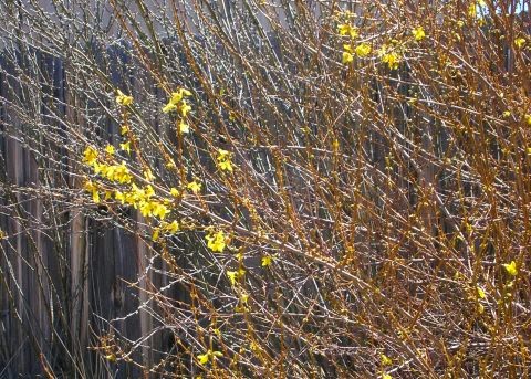 Life Between The Flowers Forsythia Yellow Spring Flowering Shrub