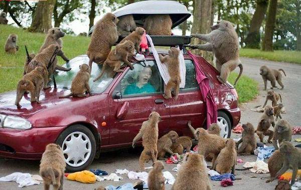 Monkey Group Photo
